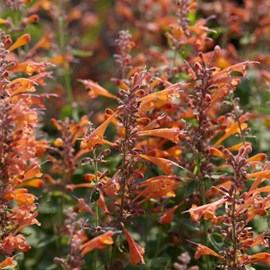 Agastache hybrida 'tangerine dream' - godet 9x9 cm