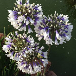 Agapanthe  - agapanthus hybrida 'twister'®  - godet 9x9 cm