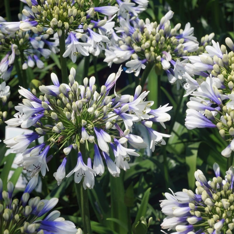 Arborix - 6 x agapanthe  - agapanthus hybrida 'twister'®  - godet 9x9 cm