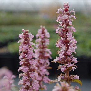 Bugle rampant  - ajuga reptans 'purple torch'  - godet 9x9 cm