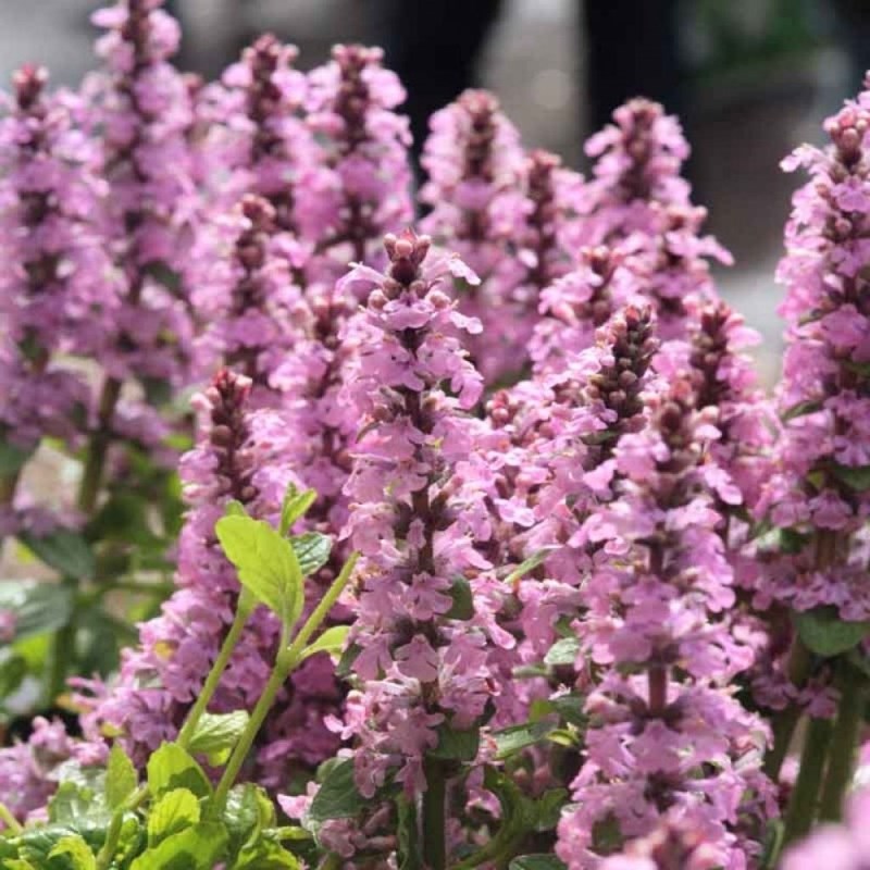 Bugle rampant - ajuga reptans 'purple torch' - godet 9x9 cm