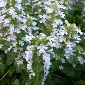 Bugle rampant  - ajuga reptans 'sanne'  - godet 9x9 cm