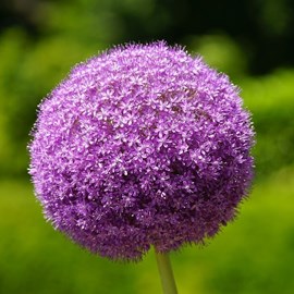 Ail d'ornement  - allium 'ambassador'  - godet 9x9 cm