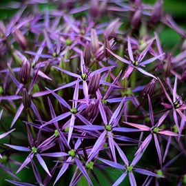 Ail d'ornement christophii - allium christophii  - godet 9x9 cm