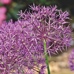 Ail d'ornement christophii - allium christophii  - godet 9x9 cm