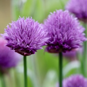 6 x allium schoenoprasum 'album' - godet 9x9 cm