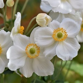 6 x anémone du japon  - anemone hybrida 'andrea atkinson'  - godet 9x9 cm