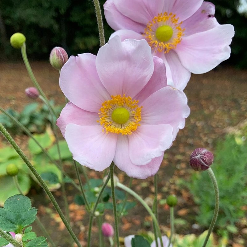 Arborix - 6 x anémone du japon - anemone hybrida 'loreley' - godet 9x9 cm