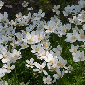 Anémone du japon  - anemone hybrida 'snow angel'  - godet 9x9 cm