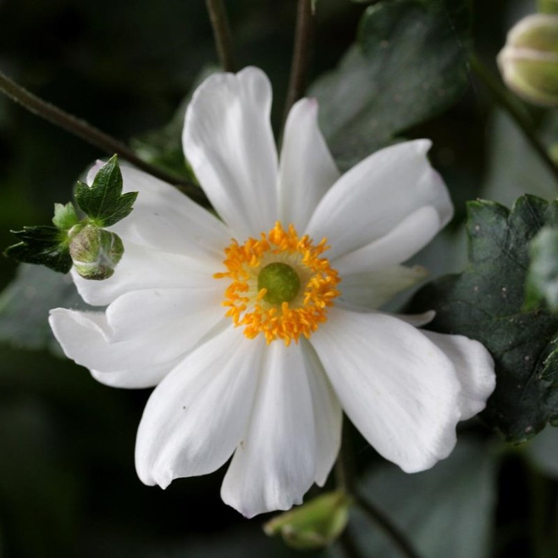 Arborix - 6 x anémone du japon - anemone hybrida 'snow angel' - godet 9x9 cm