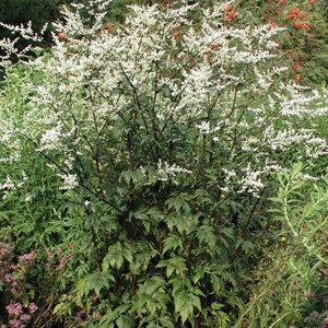 Armoise chinoise  - artemisia lactiflora 'guizhou'  - godet 9x9 cm