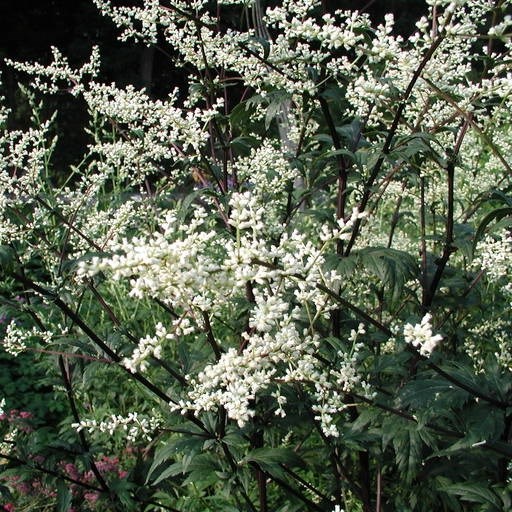 Arborix - 6 x armoise chinoise  - artemisia lactiflora 'guizhou'  - godet 9x9 cm