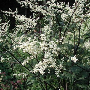Armoise chinoise  - artemisia lactiflora 'guizhou'  - godet 9x9 cm