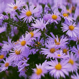 Œil de christ  - aster amellus 'dr otto petschek'  - godet 9x9 cm