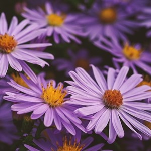 6 x œil de christ  - aster amellus 'dr otto petschek'  - godet 9x9 cm