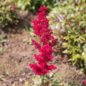 Astilbe d'arends  - astilbe arendsii 'etna'  - godet 9x9 cm