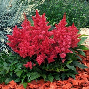 Astilbe d'arends  - astilbe arendsii 'etna'  - godet 9x9 cm