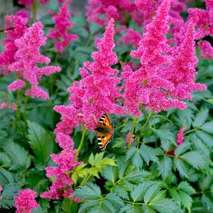 Astilbe (j)  - astilbe japonica 'köln'  - godet 9x9 cm