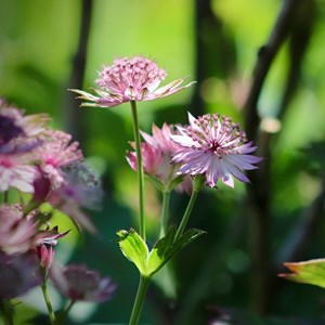 Astrantia maj.  - astrantia major 'bloody mary'  - godet 9x9 cm