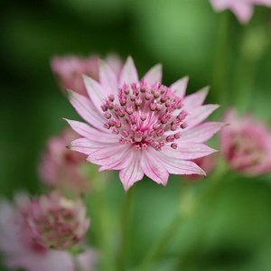 6 x astrantia maj.  - astrantia major 'bloody mary'  - godet 9x9 cm