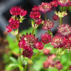 Grande astrance  - astrantia major 'moulin rouge'®  - godet 9x9 cm