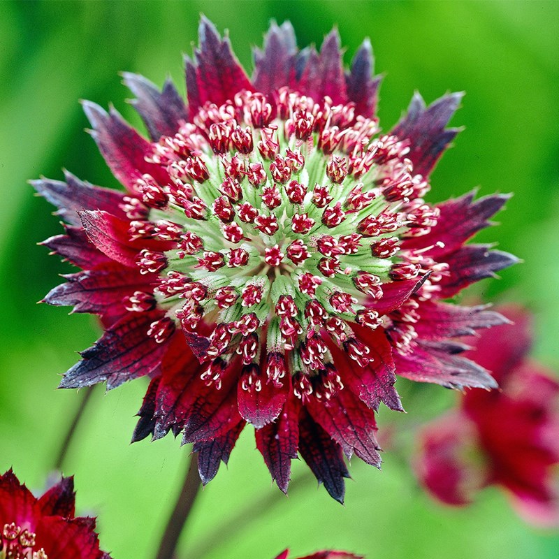 Grande astrance - astrantia major 'moulin rouge'® - godet 9x9 cm