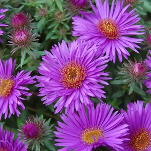 6 x aster de la nouvelle-angleterre 'purple dôme' - aster novae-angliae 'purple