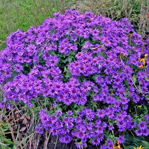 6 x aster de la nouvelle-angleterre 'purple dôme' - aster novae-angliae 'purple