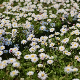 6 x pâquerette sauvage - bellis perennis  - godet 9x9 cm