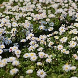 6 x pâquerette sauvage - bellis perennis  - godet 9x9 cm