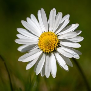 6 x pâquerette sauvage - bellis perennis  - godet 9x9 cm