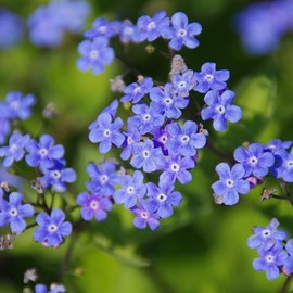 Buglosse de sibérie  - brunnera macrophylla 'hadspen cream'  - godet 9x9 cm