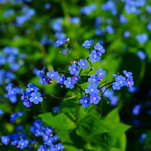 Buglosse de sibérie  - brunnera macrophylla 'hadspen cream'  - godet 9x9 cm