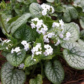 Buglosse de sibérie 'mr morse'® - brunnera macrophylla 'mr. Morse' - godet 9x9