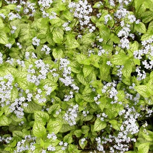 Buglosse de sibérie 'mr morse'® - brunnera macrophylla 'mr. Morse' - godet 9x9