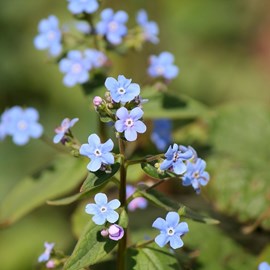 Brunnera sibirica - godet 9x9 cm