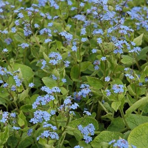 Brunnera sibirica - godet 9x9 cm