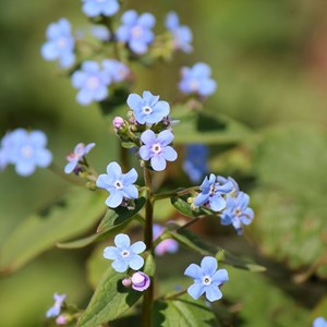 6 x brunnera sibirica - godet 9x9 cm