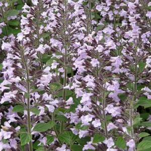 Calamintha nepeta.  - calamintha nepeta 'marvelette blue'  - godet 9x9 cm