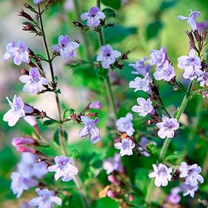 Calamintha nepeta.  - calamintha nepeta 'marvelette blue'  - godet 9x9 cm