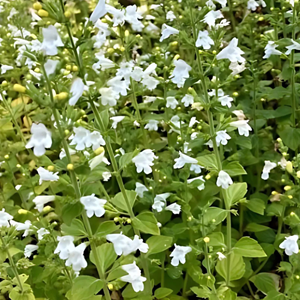 Calamintha nepeta.  - calamintha nepeta 'marvelette white'  - godet 9x9 cm