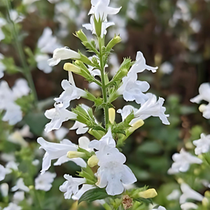 6 x calamintha nepeta.  - calamintha nepeta 'marvelette white'  - godet 9x9 cm