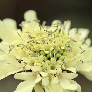 6 x scabieuse géante jaune - cephalaria gigantea  - godet 9x9 cm