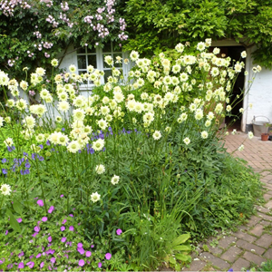 6 x scabieuse géante jaune - cephalaria gigantea  - godet 9x9 cm