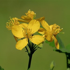 6 x chélidoine - chelidonium majus  - godet 9x9 cm