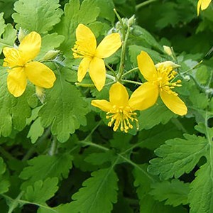 6 x chélidoine - chelidonium majus  - godet 9x9 cm