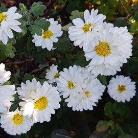 6 x chrysanthème des jardins 'poésie' - chrysanthemum hybrida 'poesie' - godet