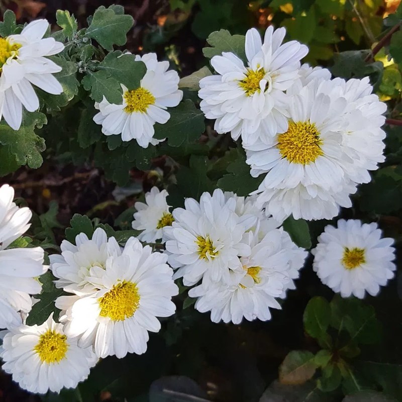 6 x chrysanthème des jardins 'poésie' - chrysanthemum hybrida 'poesie' - godet