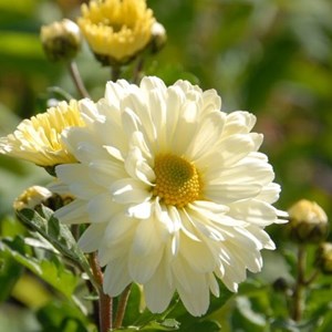 6 x chrysanthème des jardins 'poésie' - chrysanthemum hybrida 'poesie' - godet