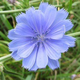 Cichorium intybus - godet 9x9 cm